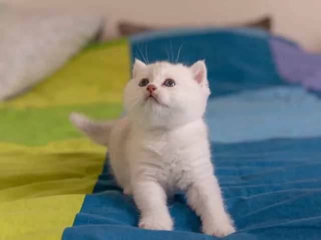 Adopter un chaton British Shorthair ou Longhair en 2026
