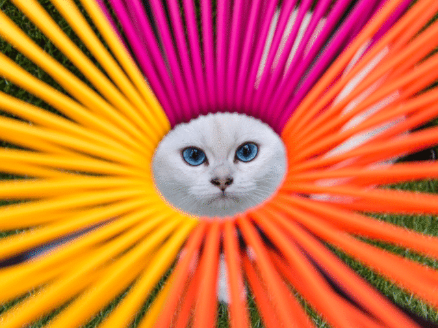 6 aliments toxiques pour les chats à éviter absolument en 2026