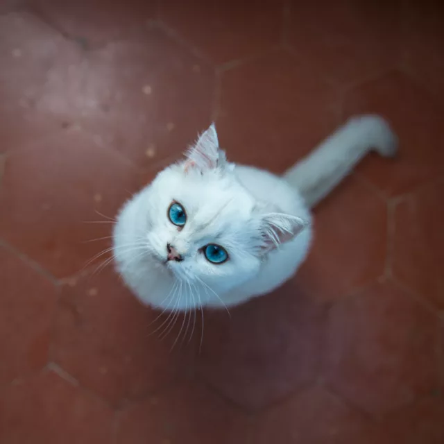 tabata british shorthair yeux bleus
