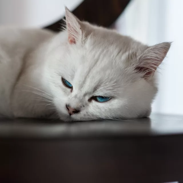 tabata british shorthair yeux bleus