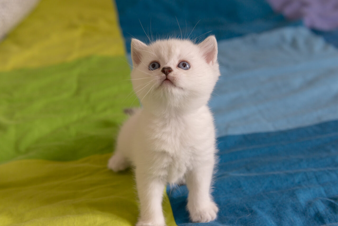 Ushuaïa femelle British Shorthair Seal Silver Shaded Point