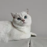 Elevage british shorthair et longhair près de Paris