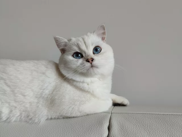 Histoire et Charme du British Shorthair