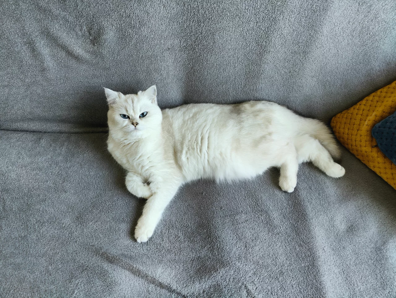 Elevage british shorthair et longhair près de Paris