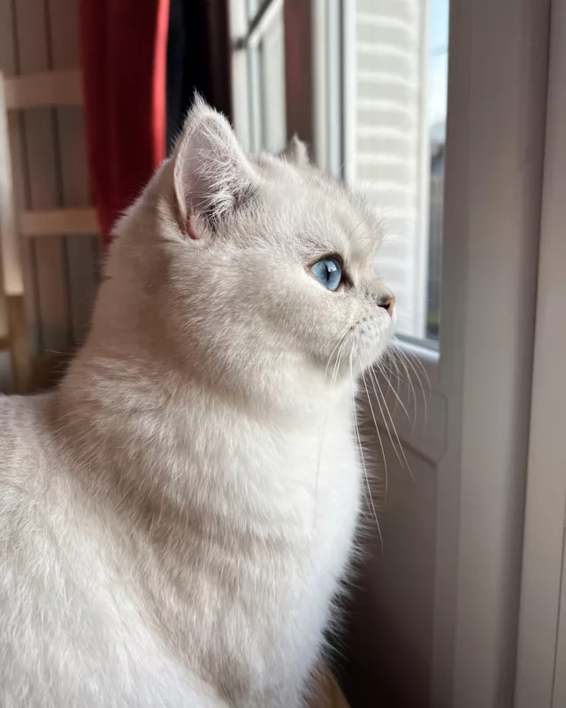 couleur bleu intense des yeux British Shorthair