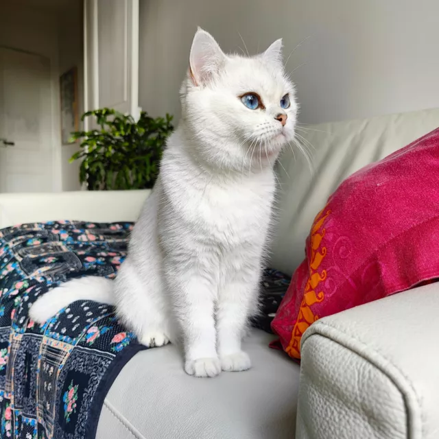 tabata british shorthair yeux bleus