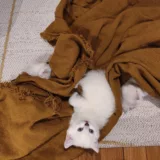 chaton british shorthair femelle adoption