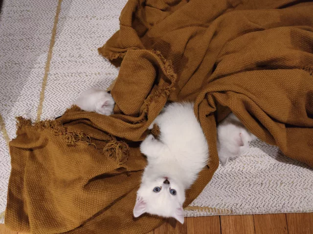 Adopter un chaton British Shorthair ou British Longhair