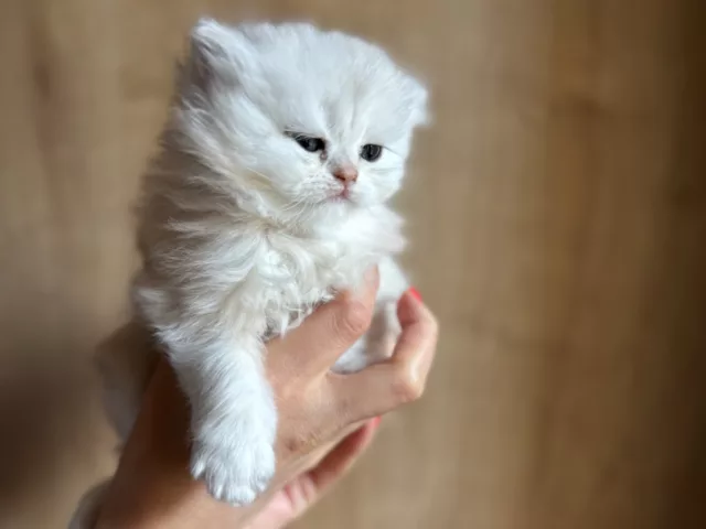 Préparer l&rsquo;arrivée d&rsquo;un chaton British Shorthair / Longhair : checklist complète