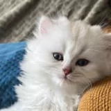 male british longhair blanc poils long