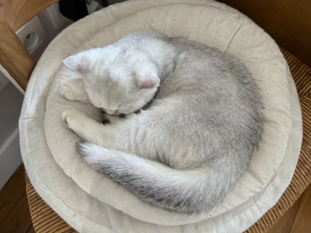 Préparer l’arrivée d’un chaton British Shorthair