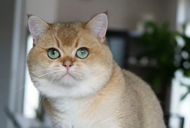 couleur et poids du British Shorthair