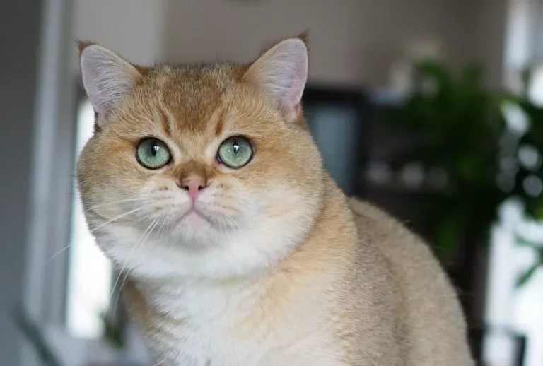 texas british shorthair black golden shell