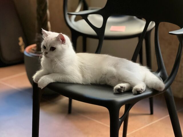 Prévenir l’obésité chez le British Shorthair