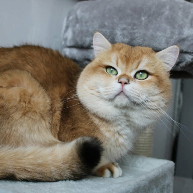 Aslan