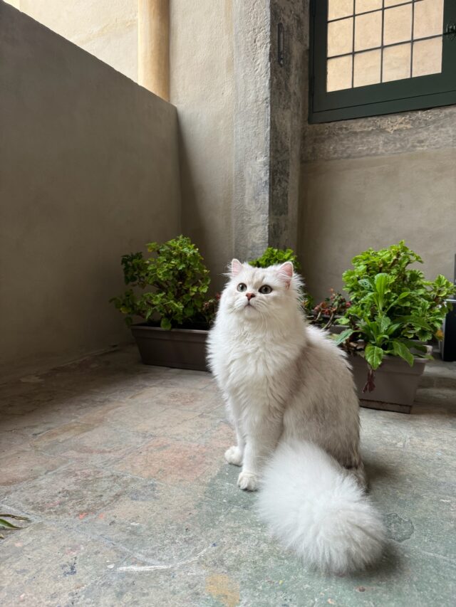 chat British Longhair blue chinchilla pelage mi-long soyeux