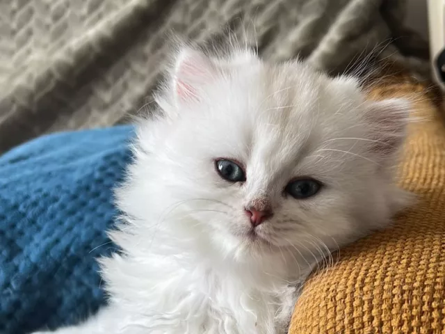 British Shorthair et British Longhair : quel chat choisir ?