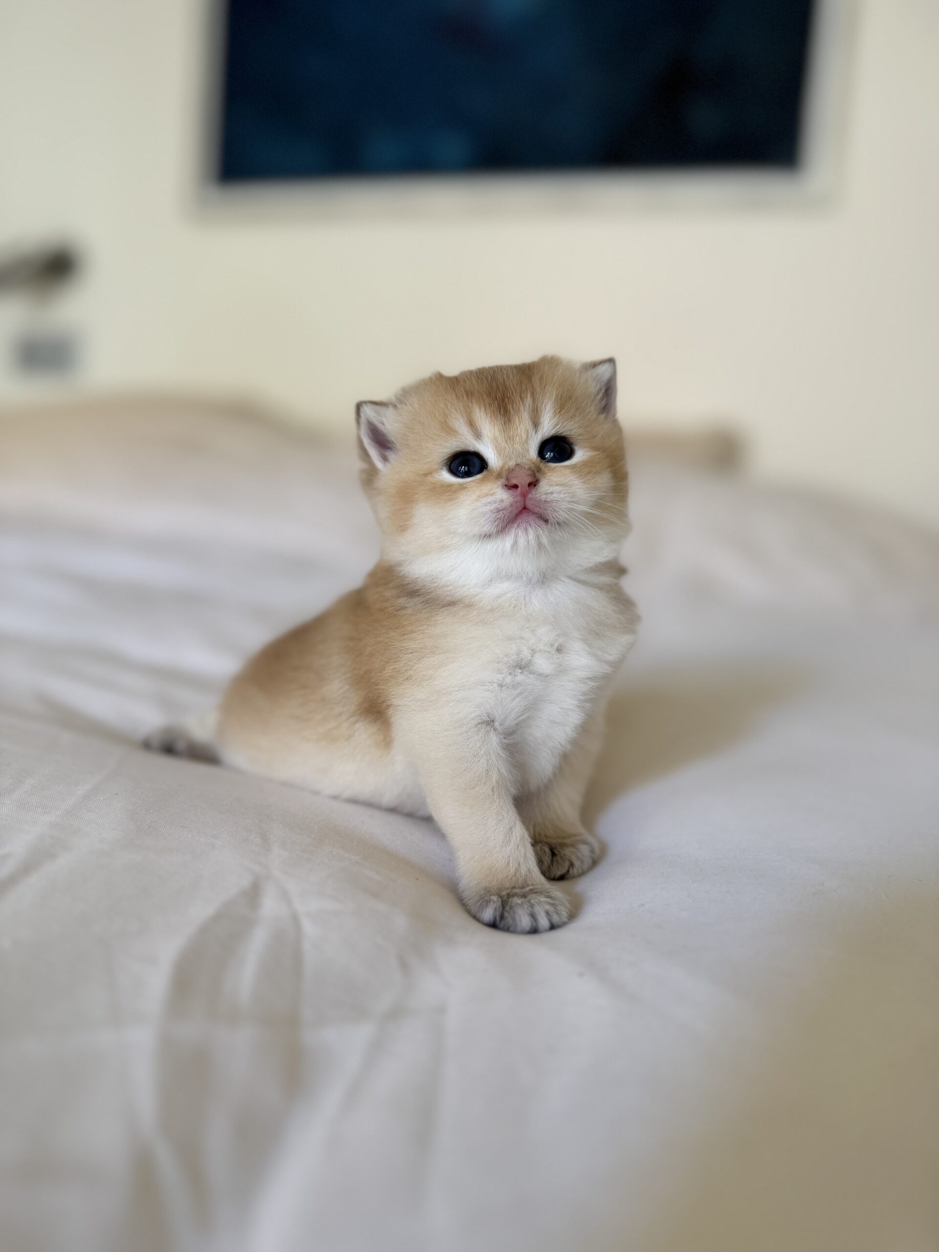 atlas British shorthair black golden shell