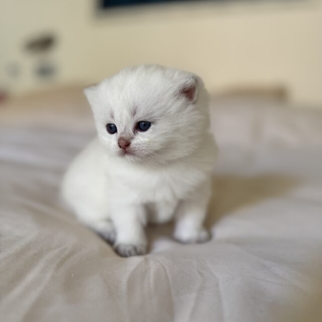 Apollon british shorthair Seal Silver shaded point