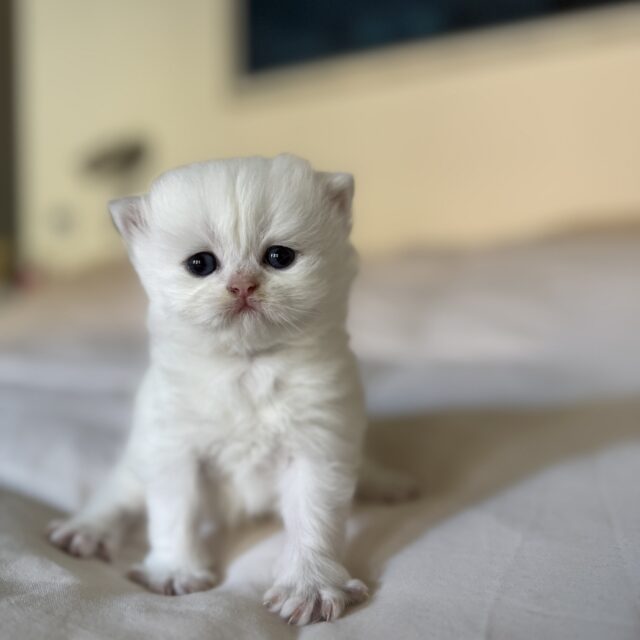 Achille british longhair Seal silver