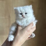 adoption chaton British LOOF 2026