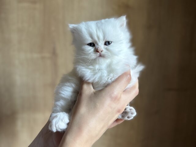 Conditions d&rsquo;adoption pour un chaton British LOOF