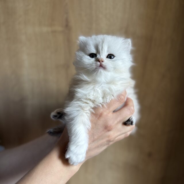 Alaska de Golden Elegance