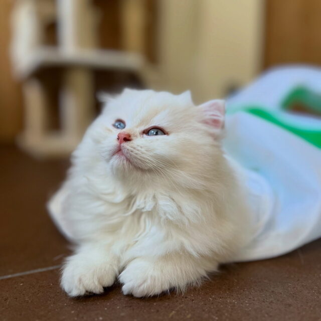 Achille de Golden Elegance