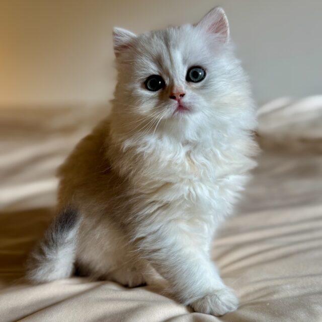 Alaska de Golden Elegance