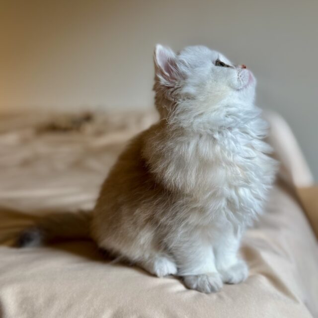 Alaska de Golden Elegance