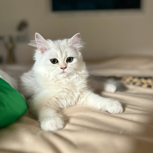 Alaska de Golden Elegance