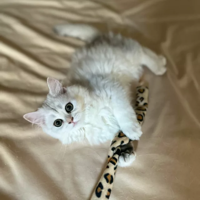 Alaska de Golden Elegance