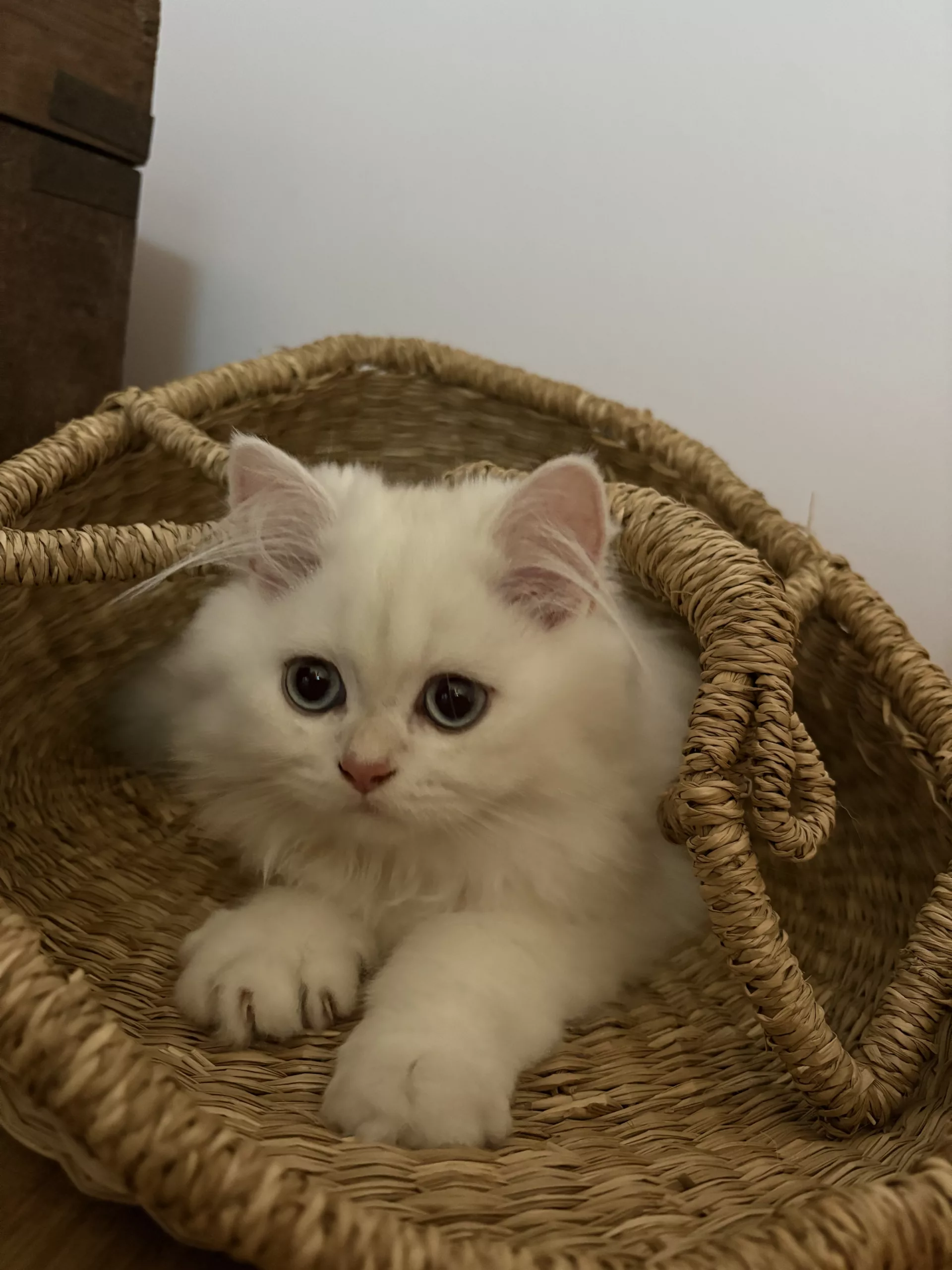 Achille de Golden Elegance