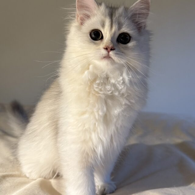 Alaska de Golden Elegance