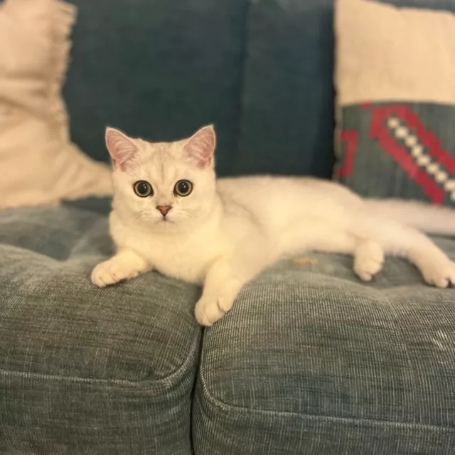 Uki de Golden Elegance