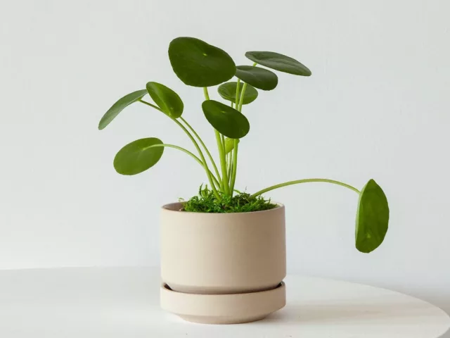 Plantes non toxiques pour chats : 10 variétés décoratives et sécurisées pour votre intérieur