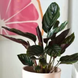Calathea plante non toxique chats British Shorthair motifs tropicaux