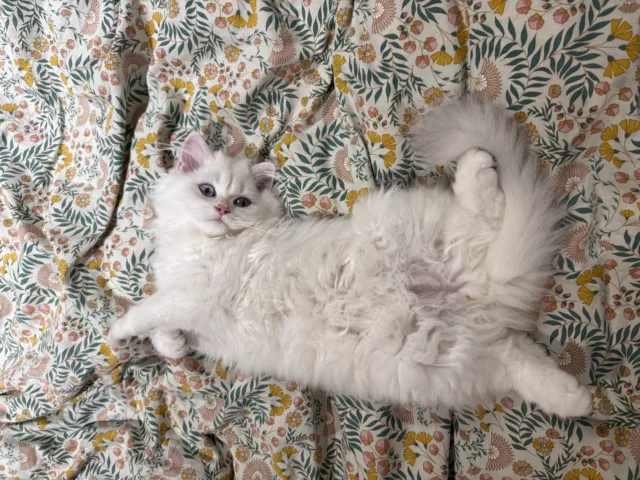 Préparer son chat à l’arrivée du froid et de l’hiver