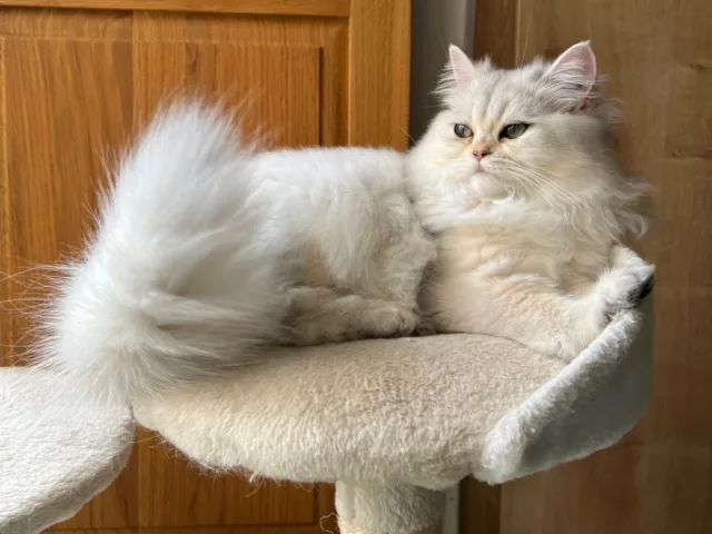 Budget équipements British Shorthair 2026 arbre à chat XXL fontaine eau litière bac caisse transport brosse FURminator 550-850 euros