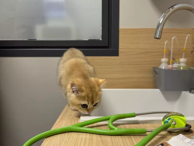 Budget vétérinaire British Shorthair 2026 chaton consultation rappel vaccinal stérilisation