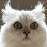 Caractère British Shorthair calme indépendant enfants chiens appartement 2026