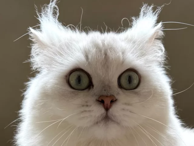 Caractère du British Shorthair : tout ce qu&rsquo;il faut savoir