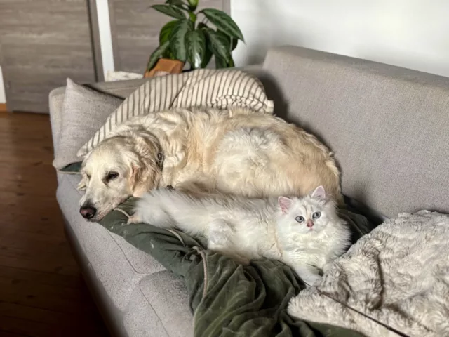 Cohabitation multi-animaux chien chats lapin oiseaux