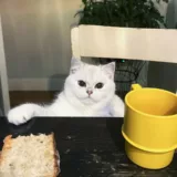 Alimentation British Shorthair première année Royal Canin Kitten Adult croquettes pâtée 350-550 euros budget 2026