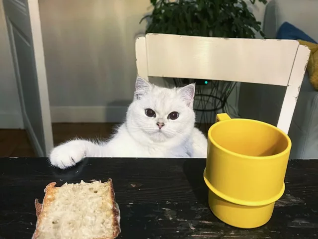 Top 5 Meilleures Croquettes British Shorthair Adulte