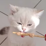 Portions de croquettes pesées pour British Shorthair selon son poids